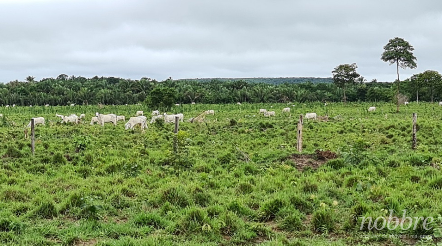 Fazendas para vender no Maranhão - região Caxias. Vendemos suas terras também, consulte-nos.